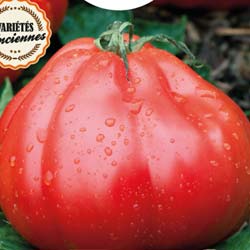 Tomate 'Liguria'